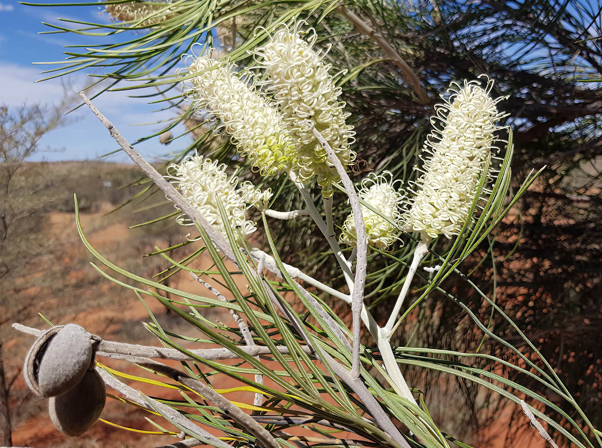 Rattlepod Grevillea (Grevillea stenobotrya), Alice Springs Desert Park NT