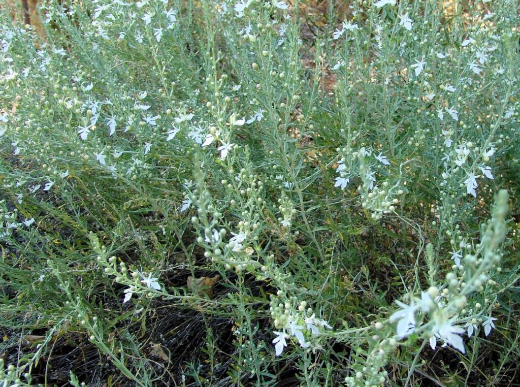 Grey Germander (Teucrium racemosum), Olive Pink Botanic Garden, Alice Springs NT