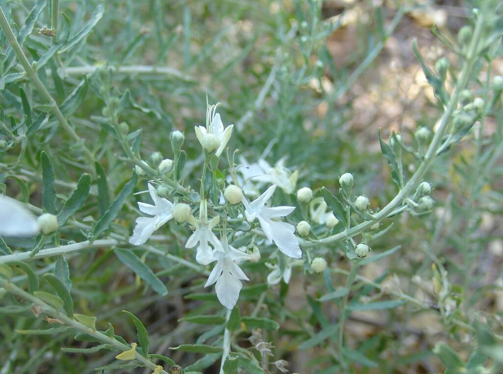 Grey Germander (Teucrium racemosum), Olive Pink Botanic Garden, Alice Springs NT