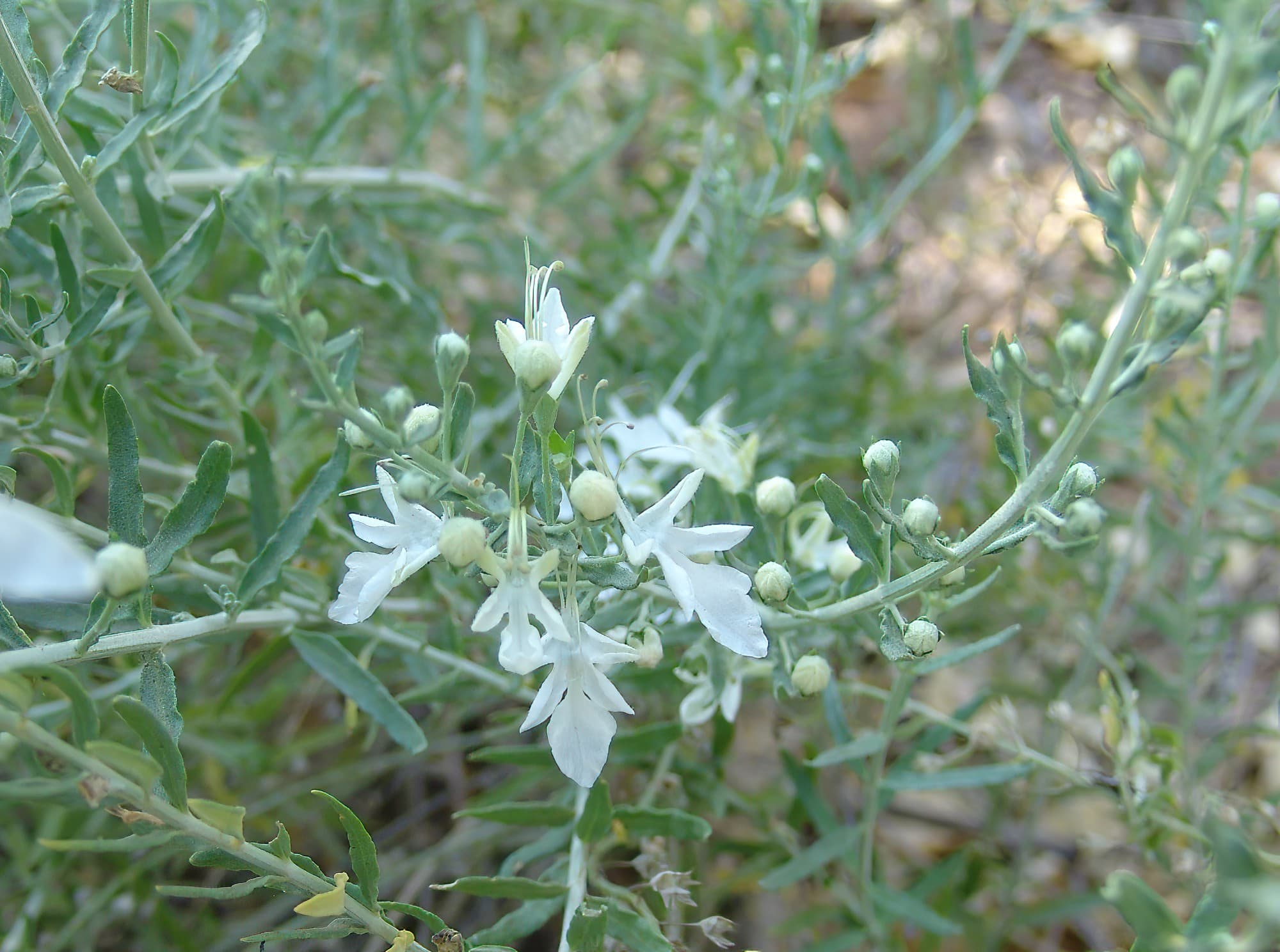 Grey Germander (Teucrium racemosum), Olive Pink Botanic Garden, Alice Springs NT