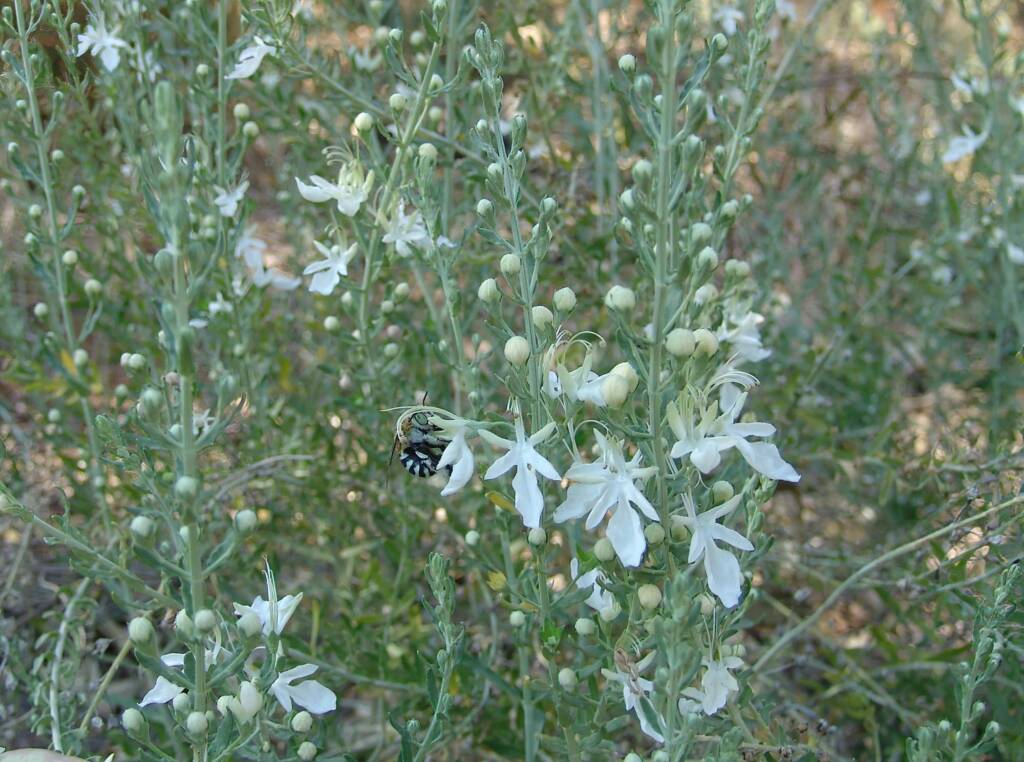 Grey Germander (Teucrium racemosum), Olive Pink Botanic Garden, Alice Springs NT