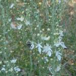 Grey Germander (Teucrium racemosum), Olive Pink Botanic Garden, Alice Springs NT