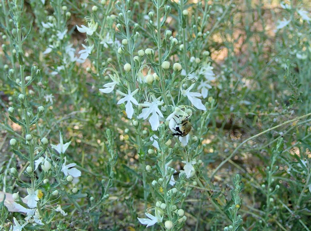 Grey Germander (Teucrium racemosum), Olive Pink Botanic Garden, Alice Springs NT