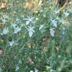 Grey Germander (Teucrium racemosum), Olive Pink Botanic Garden, Alice Springs NT