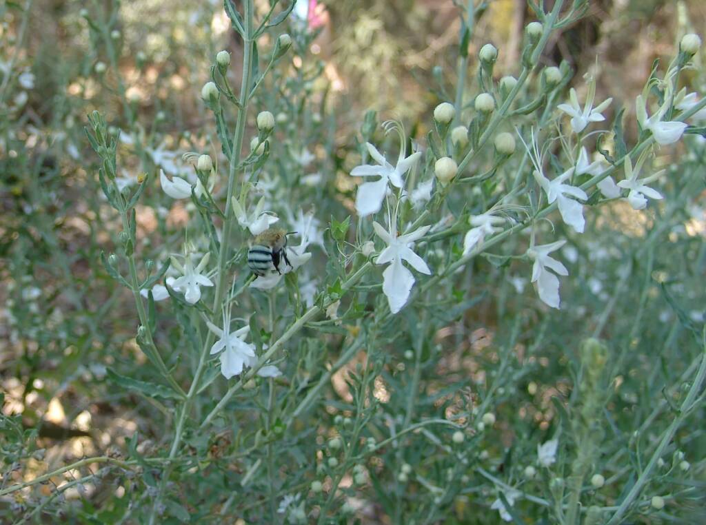 Grey Germander (Teucrium racemosum), Olive Pink Botanic Garden, Alice Springs NT
