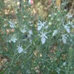 Grey Germander (Teucrium racemosum), Olive Pink Botanic Garden, Alice Springs NT