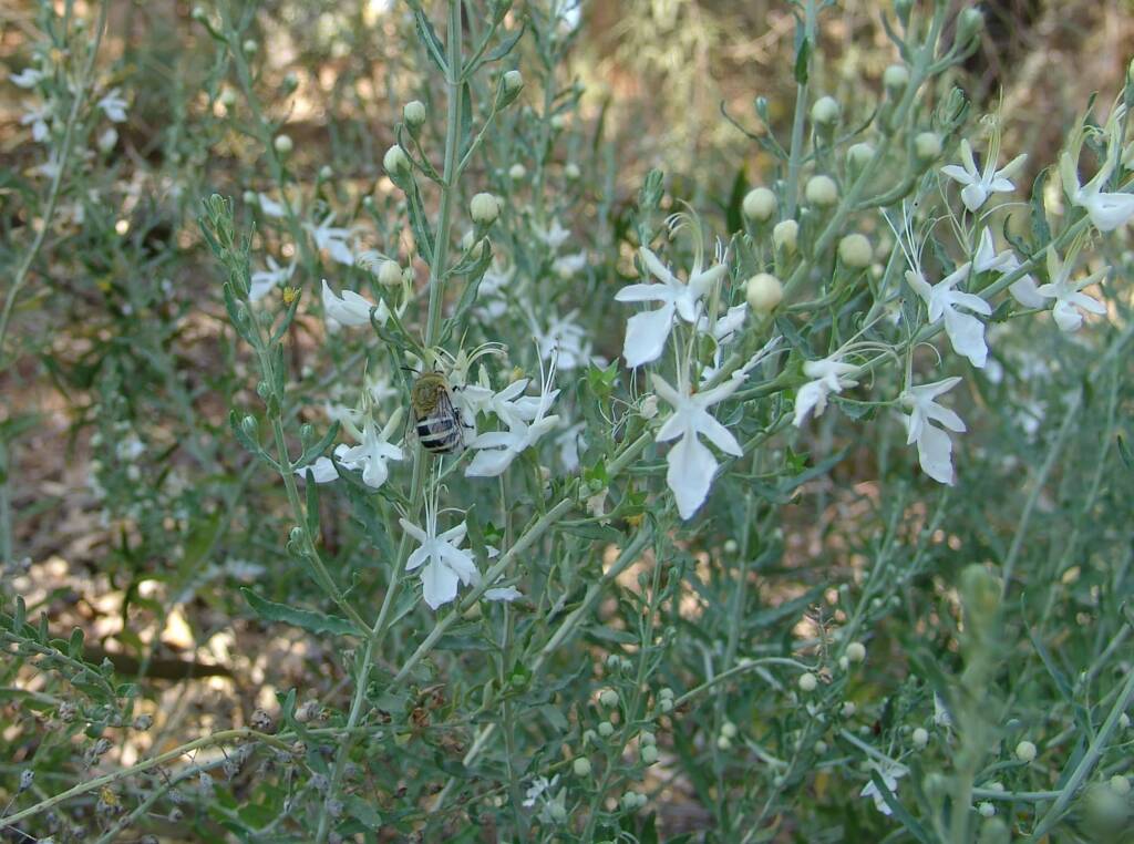 Grey Germander (Teucrium racemosum), Olive Pink Botanic Garden, Alice Springs NT