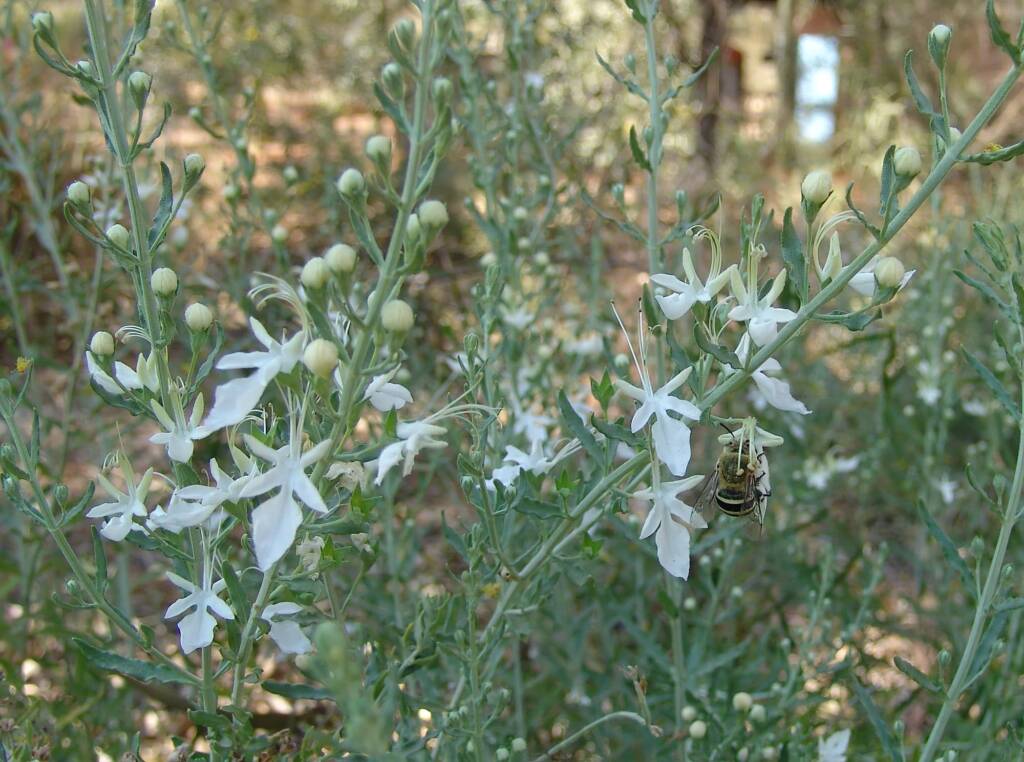 Grey Germander (Teucrium racemosum), Olive Pink Botanic Garden, Alice Springs NT