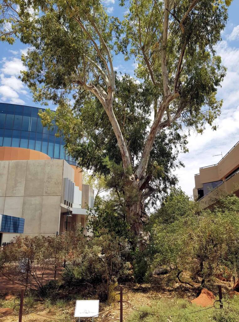 Ilwempe Sacred River Red Gum in Alice Springs NT