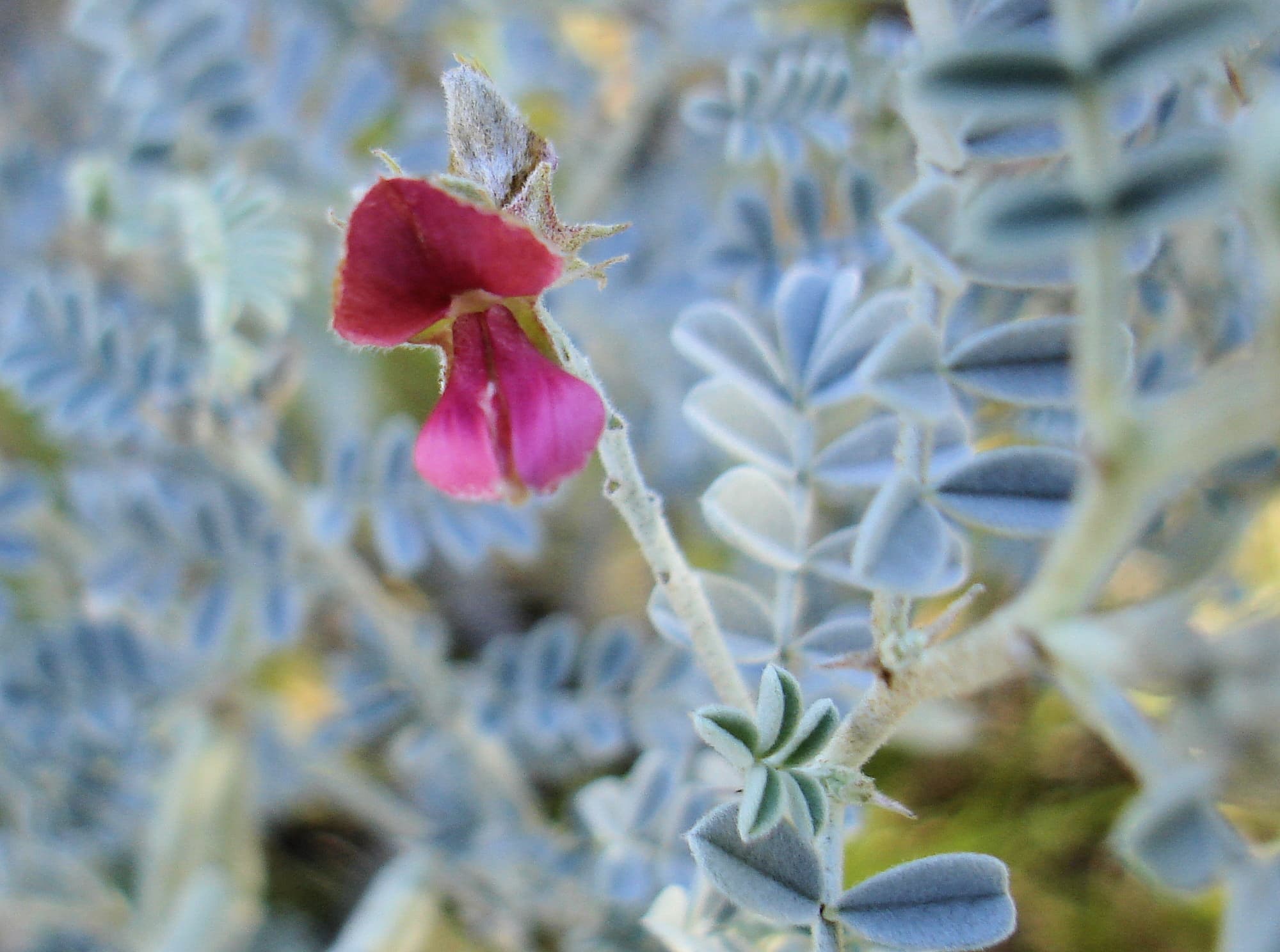 White Indigo (Indigofera leucotricha), Alice Springs NT