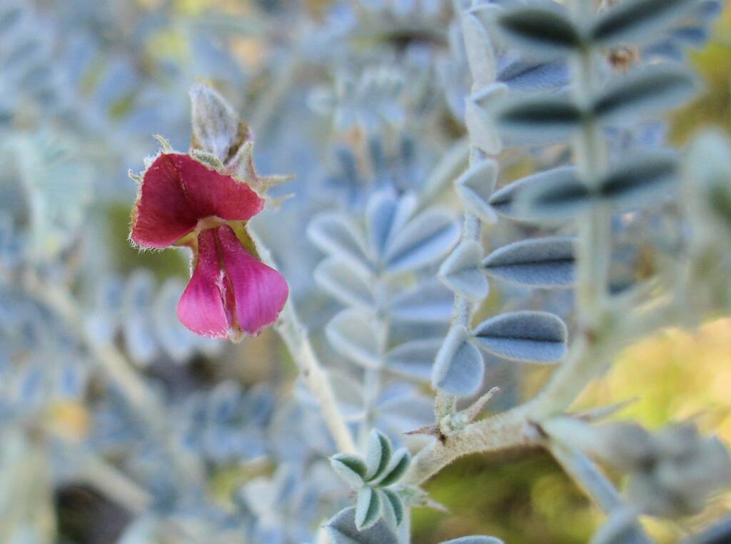 White Indigo (Indigofera leucotricha), Alice Springs NT