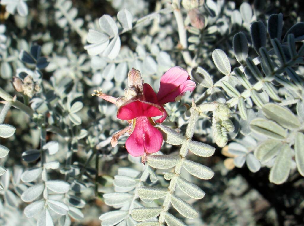 White Indigo (Indigofera leucotricha), Alice Springs NT