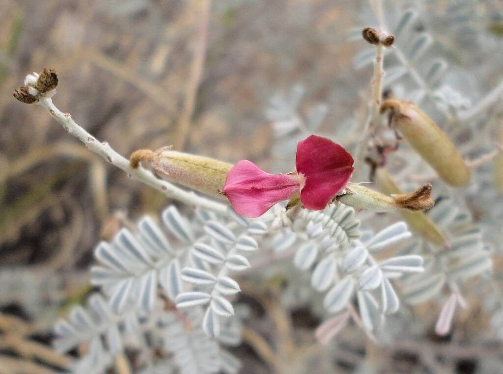 White Indigo (Indigofera leucotricha), Alice Springs NT