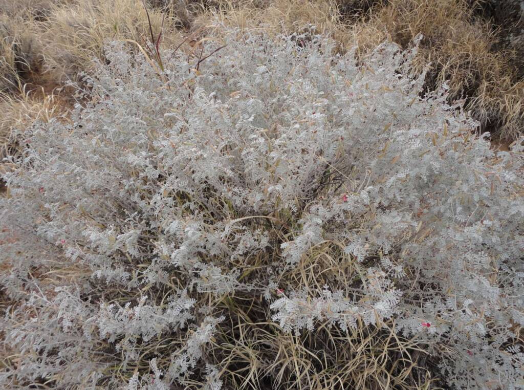 White Indigo (Indigofera leucotricha), Alice Springs NT