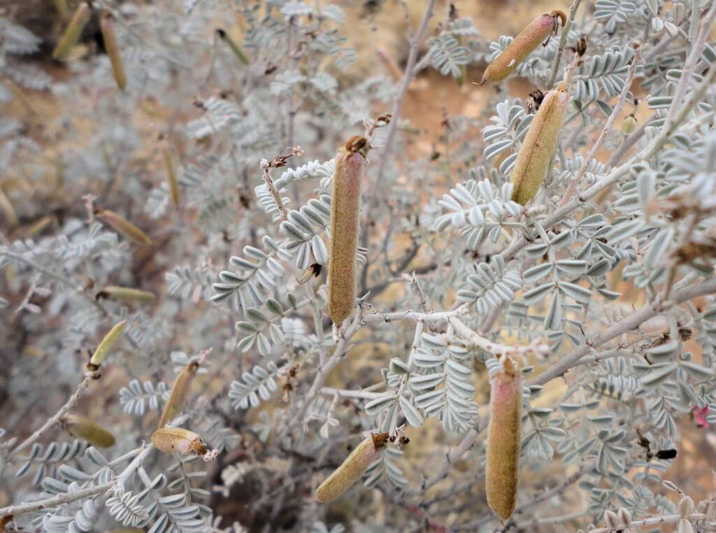 White Indigo (Indigofera leucotricha), Alice Springs NT