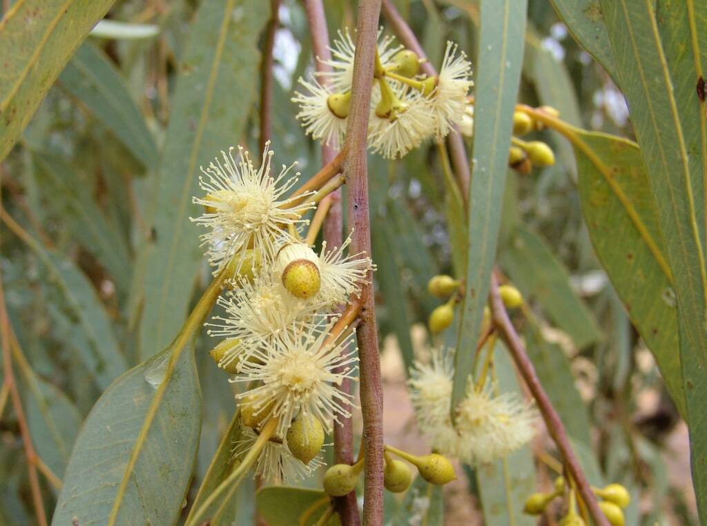 Inland River Red Gum (Eucalyptus camaldulensis subsp. arida), Todd River, Alice Springs NT