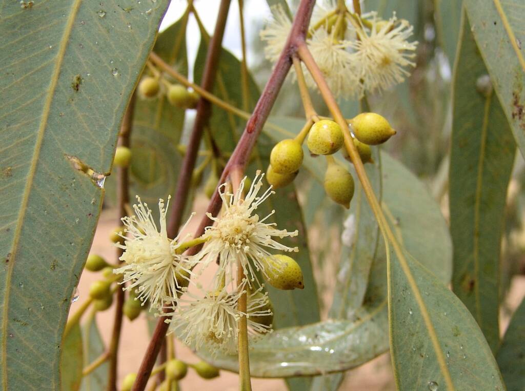 Inland River Red Gum (Eucalyptus camaldulensis subsp. arida), Todd River, Alice Springs NT