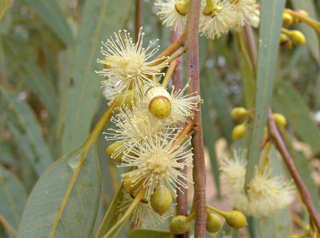 Inland River Red Gum (Eucalyptus camaldulensis subsp. arida), Todd River, Alice Springs NT