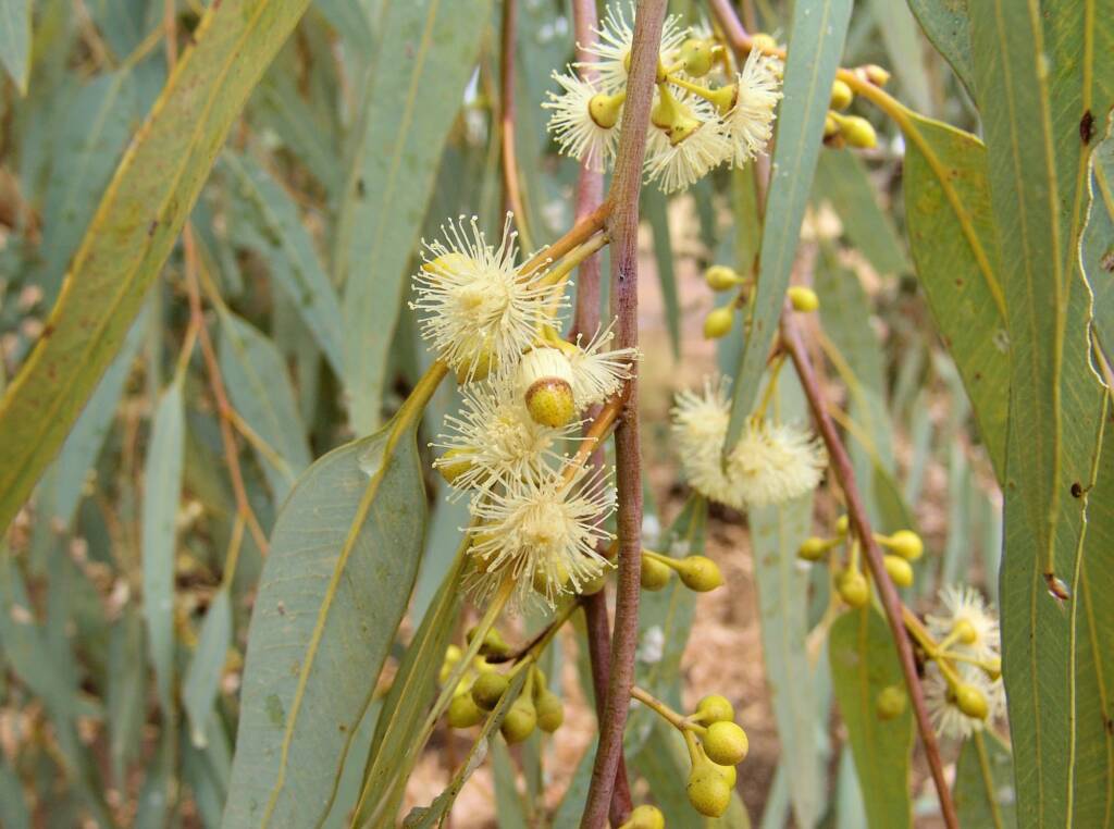 Inland River Red Gum (Eucalyptus camaldulensis subsp. arida), Todd River, Alice Springs NT