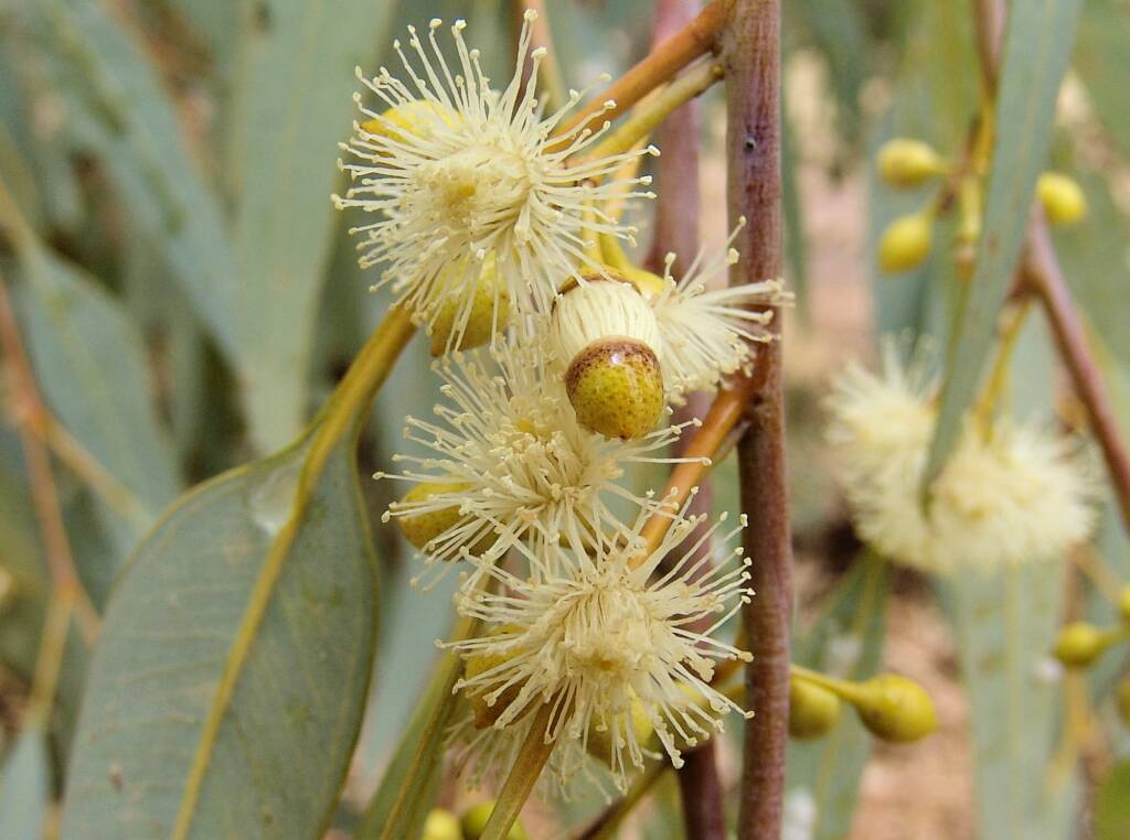 Inland River Red Gum (Eucalyptus camaldulensis subsp. arida), Todd River, Alice Springs NT