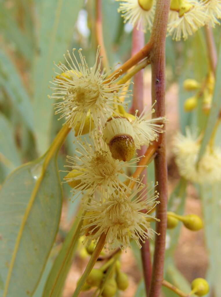 Inland River Red Gum (Eucalyptus camaldulensis subsp. arida), Todd River, Alice Springs NT