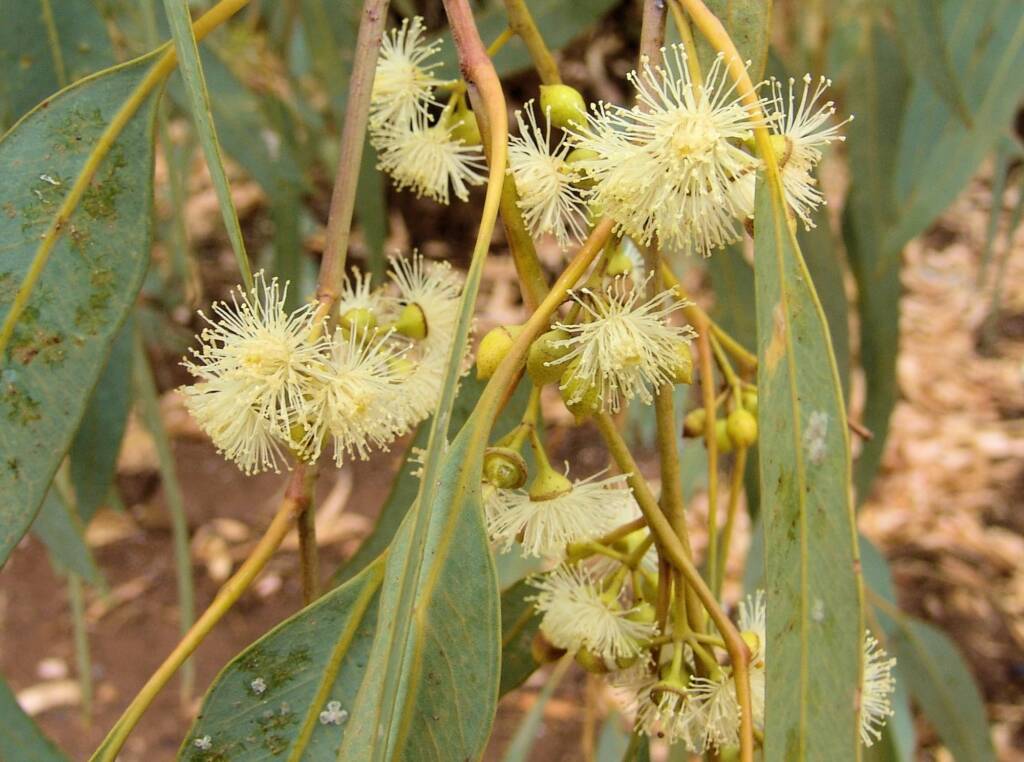 Inland River Red Gum (Eucalyptus camaldulensis subsp. arida), Todd River, Alice Springs NT