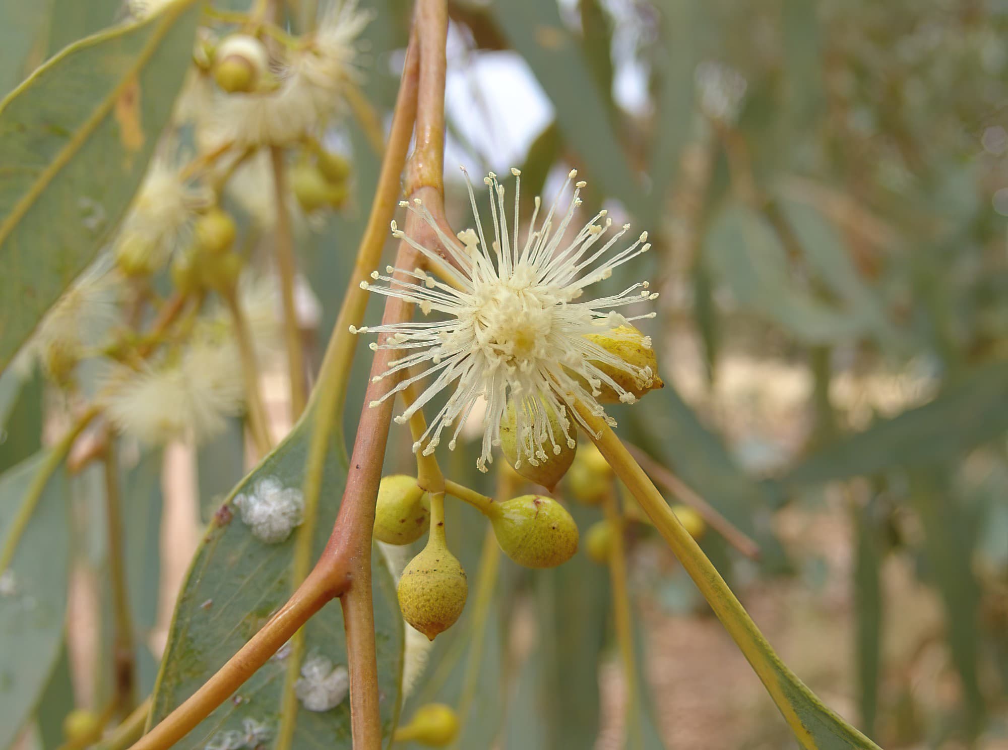 Inland River Red Gum (Eucalyptus camaldulensis subsp. arida), Todd River, Alice Springs NT