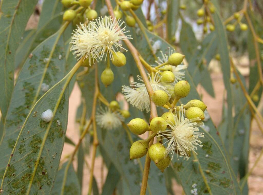 Inland River Red Gum (Eucalyptus camaldulensis subsp. arida), Todd River, Alice Springs NT