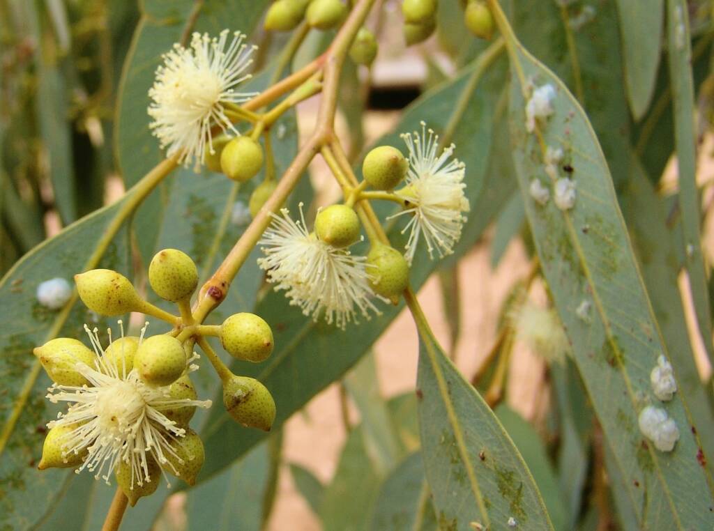 Inland River Red Gum (Eucalyptus camaldulensis subsp. arida), Todd River, Alice Springs NT