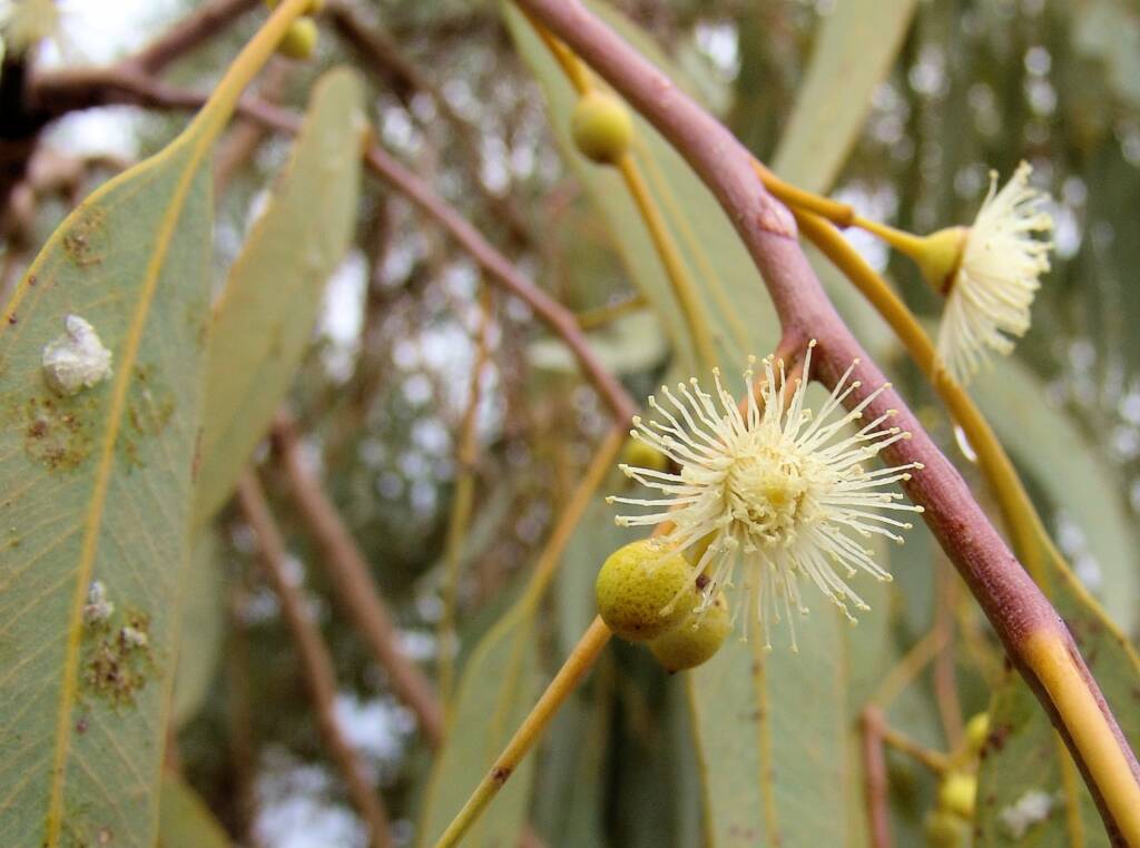 Inland River Red Gum (Eucalyptus camaldulensis subsp. arida), Todd River, Alice Springs NT