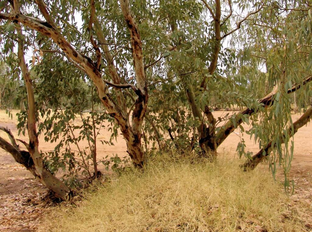Inland River Red Gum (Eucalyptus camaldulensis subsp. arida), Todd River, Alice Springs NT