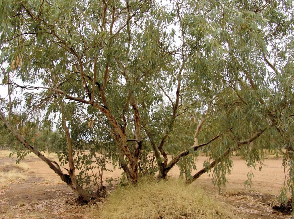 Inland River Red Gum (Eucalyptus camaldulensis subsp. arida), Todd River, Alice Springs NT