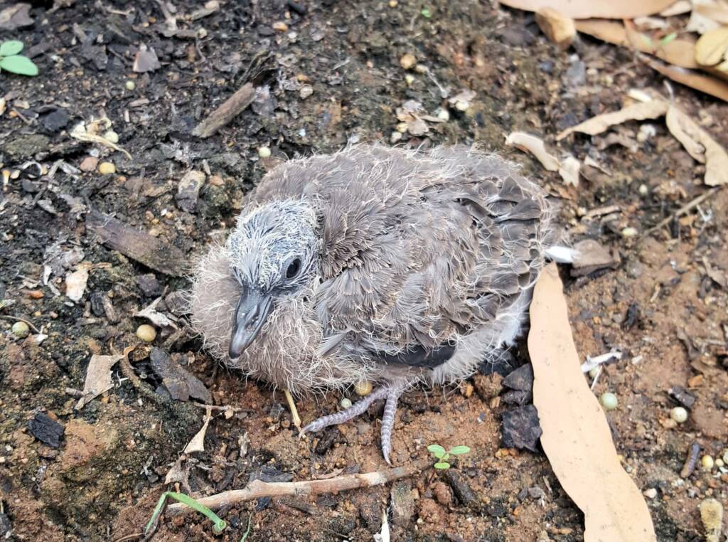 Juvenile Spotted Dove (Spilopelia chinensis), Alice Spring NT