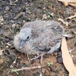 Juvenile Spotted Dove (Spilopelia chinensis), Alice Spring NT