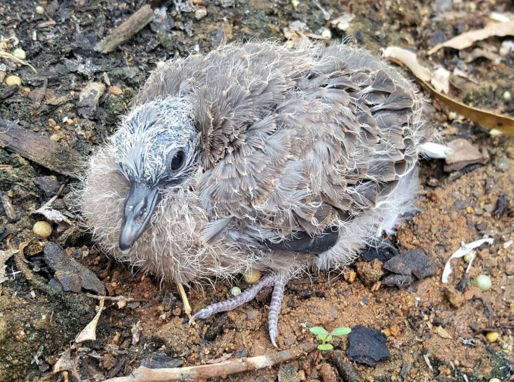 Juvenile Spotted Dove (Spilopelia chinensis), Alice Spring NT © Dorothy Latimer