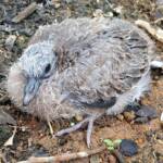 Juvenile Spotted Dove (Spilopelia chinensis), Alice Spring NT