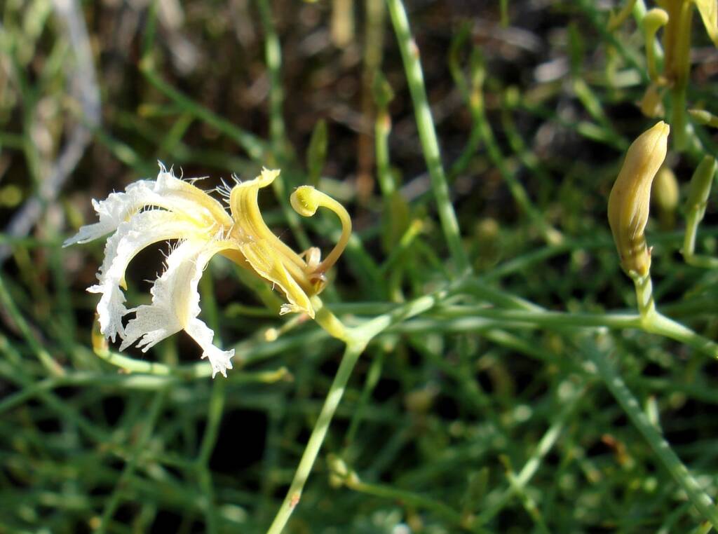 Tangled Leschenaultia (Lechenaultia divaricata), Alice Springs NT