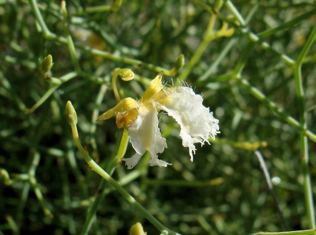 Tangled Leschenaultia (Lechenaultia divaricata), Alice Springs NT