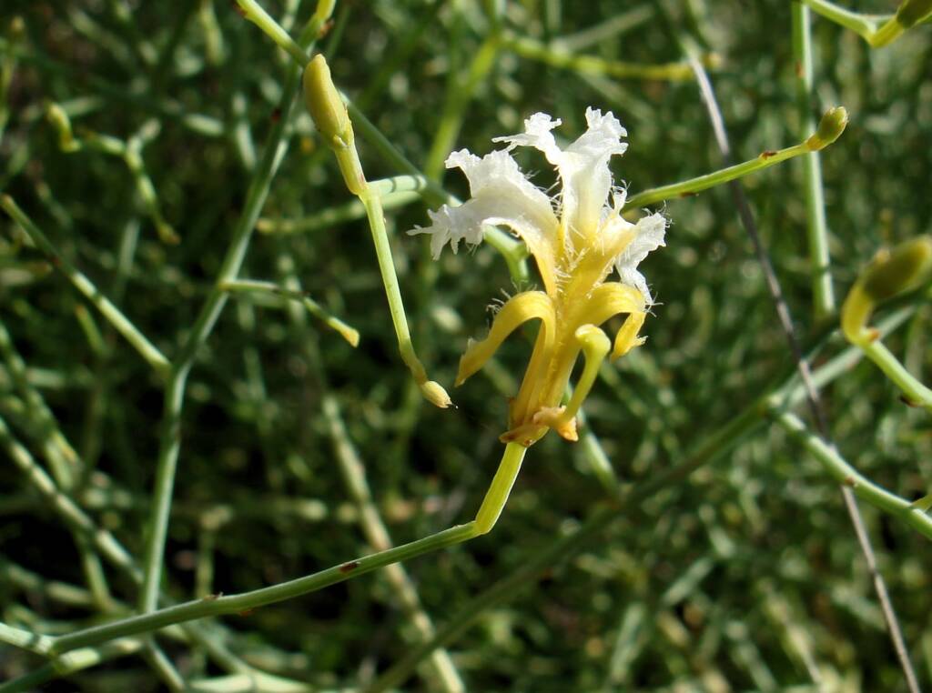Tangled Leschenaultia (Lechenaultia divaricata), Alice Springs NT