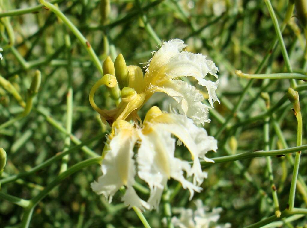 Tangled Leschenaultia (Lechenaultia divaricata), Alice Springs NT