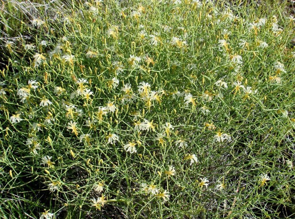 Tangled Leschenaultia (Lechenaultia divaricata), Alice Springs NT