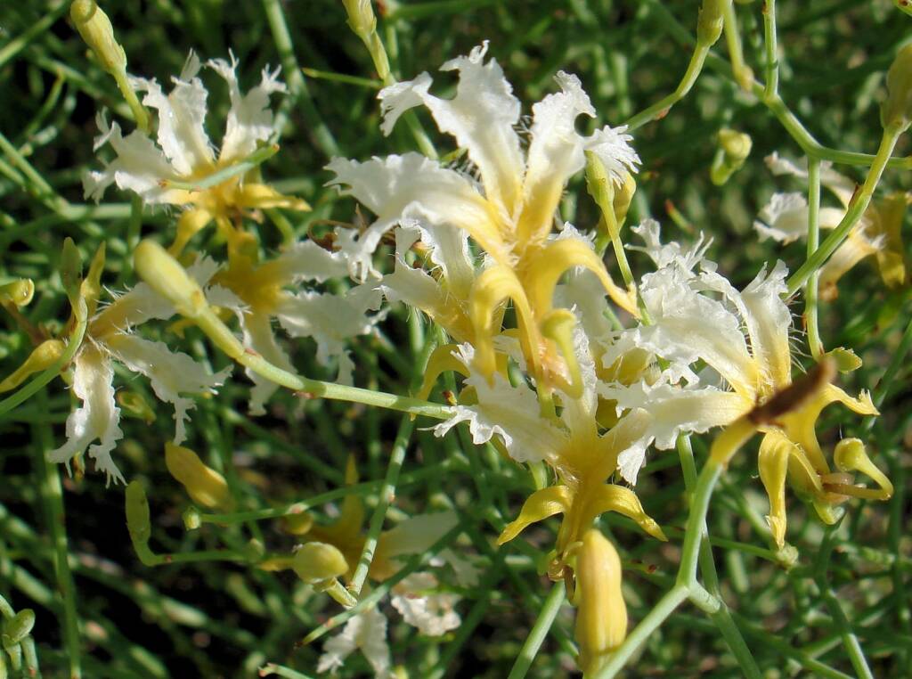 Tangled Leschenaultia (Lechenaultia divaricata), Alice Springs NT