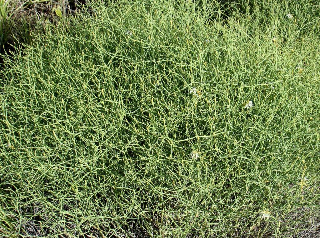 Tangled Leschenaultia (Lechenaultia divaricata), Alice Springs NT