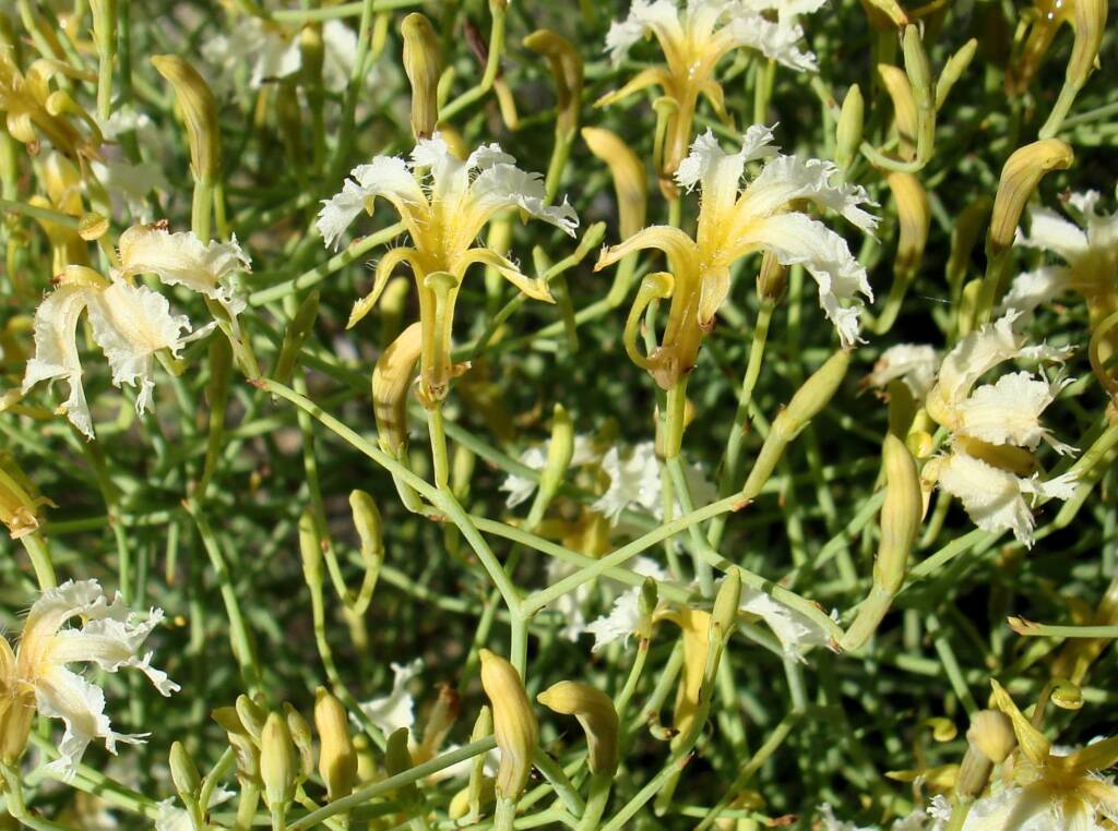 Tangled Leschenaultia (Lechenaultia divaricata), Alice Springs NT