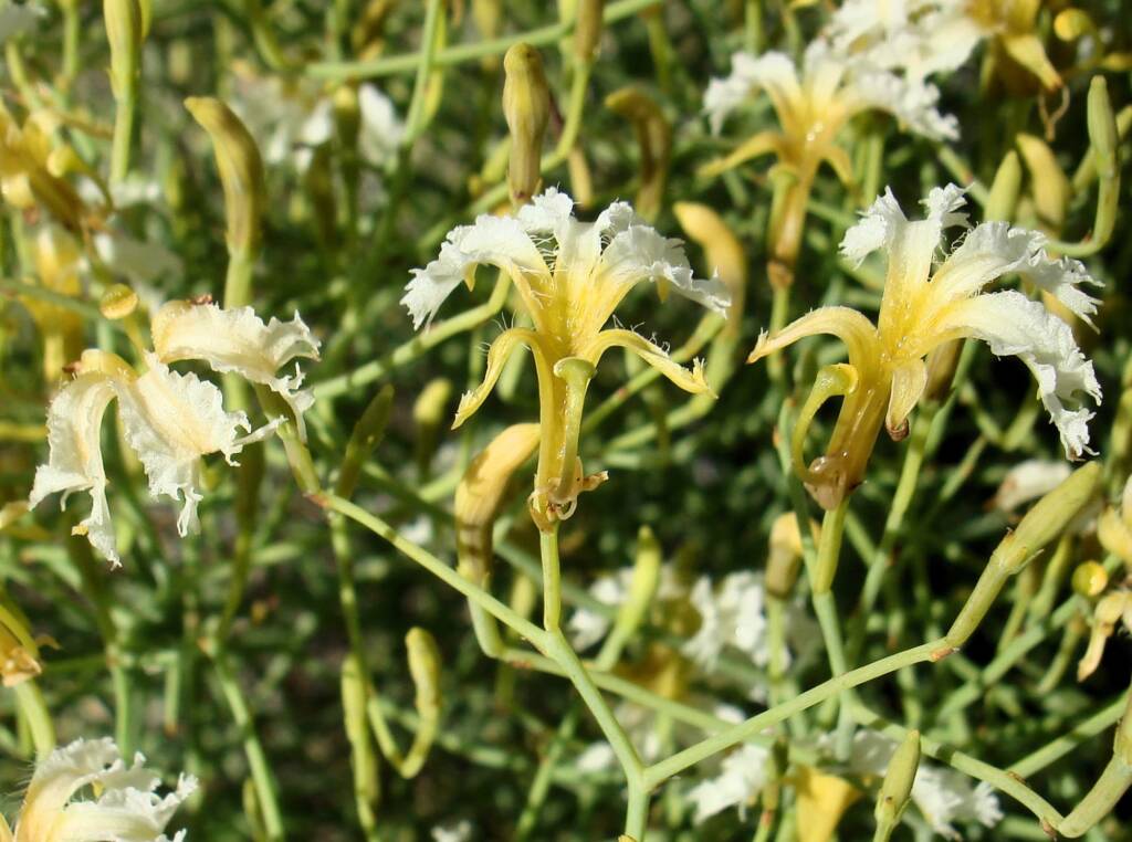 Tangled Leschenaultia (Lechenaultia divaricata), Alice Springs NT