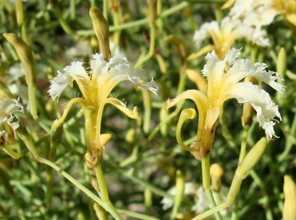 Tangled Leschenaultia (Lechenaultia divaricata), Alice Springs NT