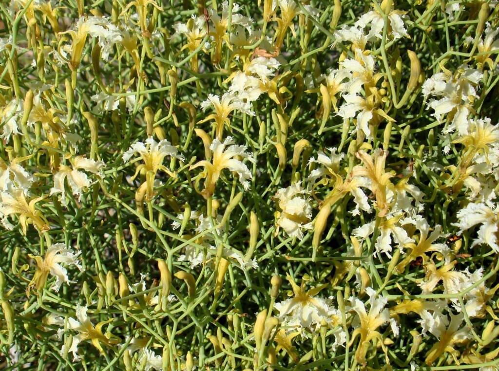 Tangled Leschenaultia (Lechenaultia divaricata), Alice Springs NT