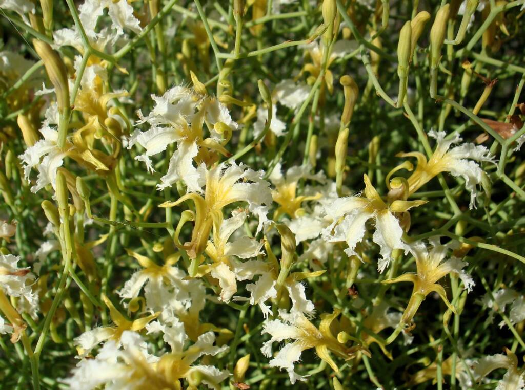 Tangled Leschenaultia (Lechenaultia divaricata), Alice Springs NT