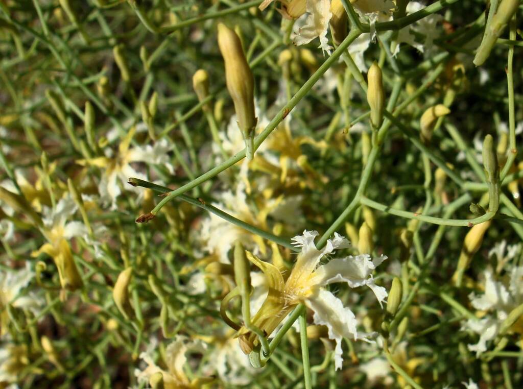Tangled Leschenaultia (Lechenaultia divaricata), Alice Springs NT