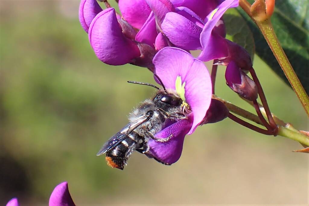 The $250 dollar bee © Gary Taylor